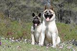 AKITA AMERICAIN 152